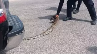 La boa Oxcan fue capturada y puesta en libertad lejos de la población de Tizimín