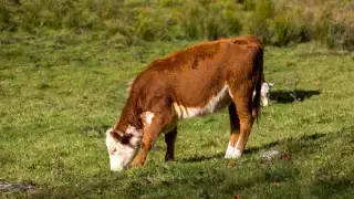 Las medidas de etiquetado están enfocadas en los bovinos