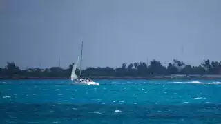 Llegan los primeros tiburones ballena a Isla Mujeres; temporada de avistamiento inicia el 15 de mayo