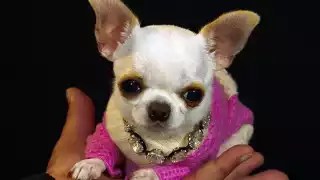 Pearl, la perrita más pequeña del mundo que tiene un Récord Guinnes