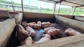 Cada megagranja porcina tiene una población de aproximadamente 50 mil cerdos