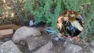 Macabro: hallan perro desollado en Campeche; investigan posible venta y consumo de su carne