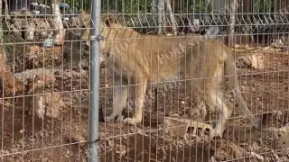 Ser desconoce como fue que ingresaron dos leones a Chetumal