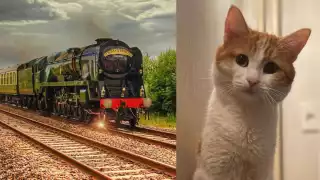 El gatito, de nombre Twix, murió congelado en Rusia