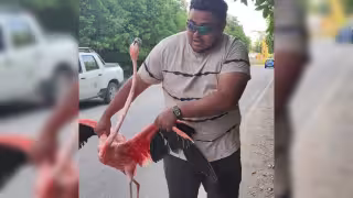Rescatan a flamingo desorientado cerca de la entrada a Sisal