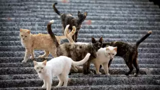 Gato Fest 2023 en la CDMX: ¿Cuándo y dónde será el evento?