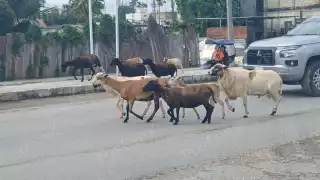 Casi provocan accidentes: rebaño de borregos invade avenida en Escárcega