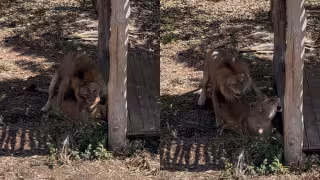 Espectáculo natural en el Zoológico Animaya: captan a leones durante su apareamiento (video)