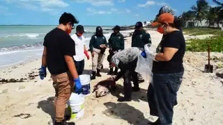 Progreso: Al aire libre, realizan necropsia del delfín hallado muerto en la costa
