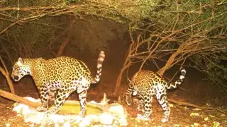 La UMA San Manuel monitorea animales del área para tener registro de sus estados poblacionales