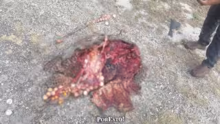 Muere tortuga carey atropellada en carretera Carmen–Puerto Real