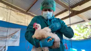 La OMS pidió este 18 de abril a vigilar de cerca la transmisión de la gripe aviar H5N1 a humanos