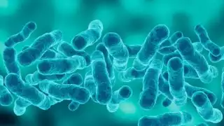 Yucatán, libre de la bacteria mortal 'come carne': Investigador de la UADY