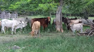 Ganaderos de Hopelchén denuncian falta de apoyo para erradicar el gusano barrenador