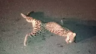 Atropellan a tigrillo en Telchac Pueblo, Yucatán