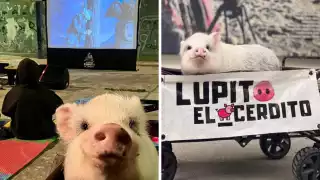 Lupito, el cerdito, ha participado en más de 100 marchas