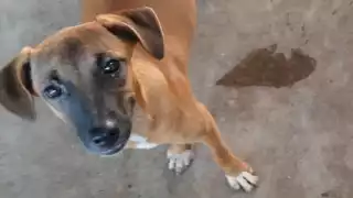 Los pobladores del municipio han puesto tres denuncias por el maltrato animal y si es necesario pondrán la cuarta