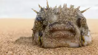 Uno de los platos más buscados en Asia. Foto: Especial