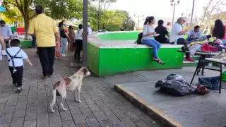 Habitantes señalaron que en calles como la 28, 36 y 21, entre otras, se ha registrado una gran población de perros sin hogar