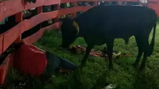 Ingresó al ruedo habilitado para de la Fiesta Tradicional.