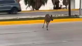 Indignación en Cancún: atropellan a un venado en el Bulevar Luis Donaldo Colosio