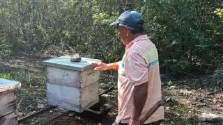 En otoño no habrá producción porque no hay floración en la selva maya