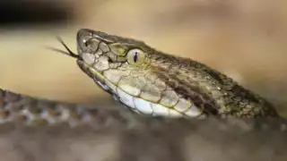 Hay varias formas de diferenciar a una víbora de una culebra