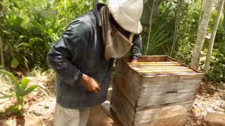 Se necesita prestar atención a las colmenas y así buscar diferentes formas para combatir las plagas
