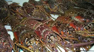 Precio de la langosta, en picada en Isla Mujeres; la cola se vende en 700 pesos