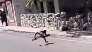 Los habitantes recordaron que en junio del año pasado vieron a los monos por primera vez