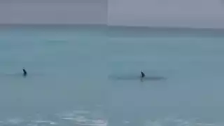 Turistas grabaron al menos la presencia de dos tiburones