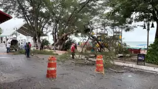 Frente Frío 19 derriba árbol en Isla Aguada y deja fuertes lluvias en Ciudad del Carmen