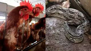 La boa se encontraba en el gallinero del abuelito en Conkal