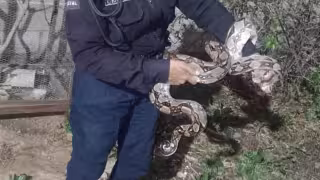 Hallan boa de metro y medio cazando cerca de un gallinero en Umán