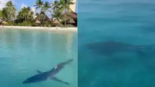 Tiburón toro en Playa del Carmen, sin riesgo para los bañistas: Conanp