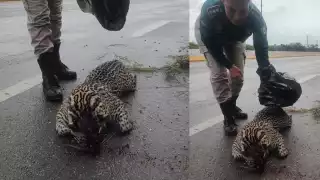 A pesar de los esfuerzos, el felino no pudo ser salvado