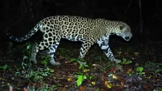 Campeche estrena nuevas áreas protegidas; Balam Kú y Balam Kin, cuentan con 563 mil hectáreas