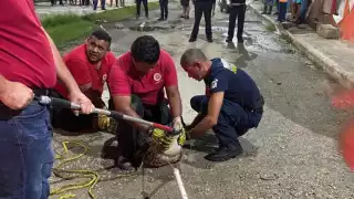 El cocodrilo fue capturado en la calle Mirador de la colonia Cumbres de Campeche