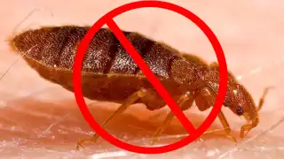 Este remedio contra las chinches es natural y muy fácil de aplicar