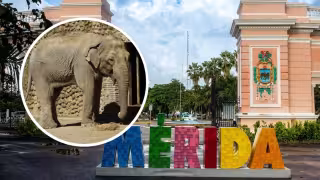 La historia del elefante que vivió en el Zoológico Centenario de Mérida y pocos recuerdan