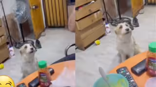 Perro “cantante” se hace viral junto a su dueño en redes sociales: VIDEO