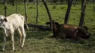 Quintana Roo carece de sistemas de riego modernos y eficientes, como en otras regiones del país, lo que deja a los productores vulnerables ante el clima