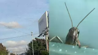 Las langostas han cubierto la zona Norte de Mérida