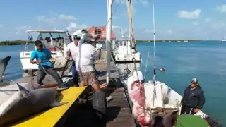 ¡Crisis en Isla Mujeres! Sector pesquero enfrenta una 'caída' en su producción