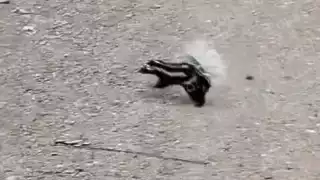 Pobladores de Bécal piden frenar atropellamientos de fauna cerca del Tren Maya