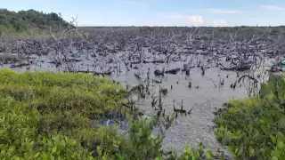 La Comisión de Agua Potable y Alcantarillado rellenó con arena y sascab los alrededores de la Planta Tratadora de Aguas Negras.