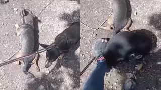 Video de presunto maltrato animal causa indignación en Villa de las Flores, Champotón