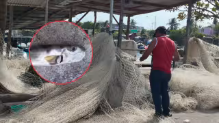 Camarón tigre no es la única amenaza: pez globo rompe redes y devora capturas en Carmen