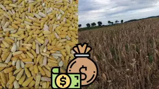 El maíz amarillo criollo se comercializa entre 9 y 10 pesos, porque escasea