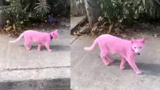 La pantera rosa de las redes sociales. Foto: Especial
